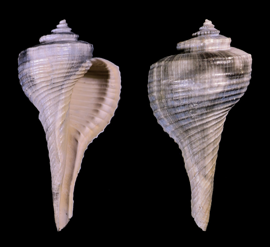 Pyruella schmidti PETUCH 1994