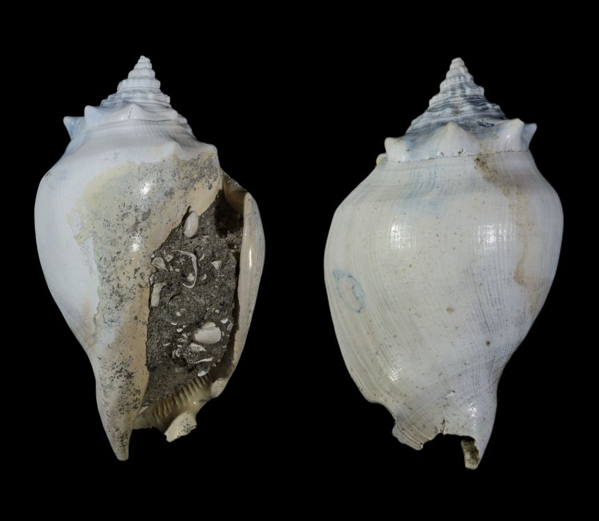 Strombus alatus GMELIN 1792