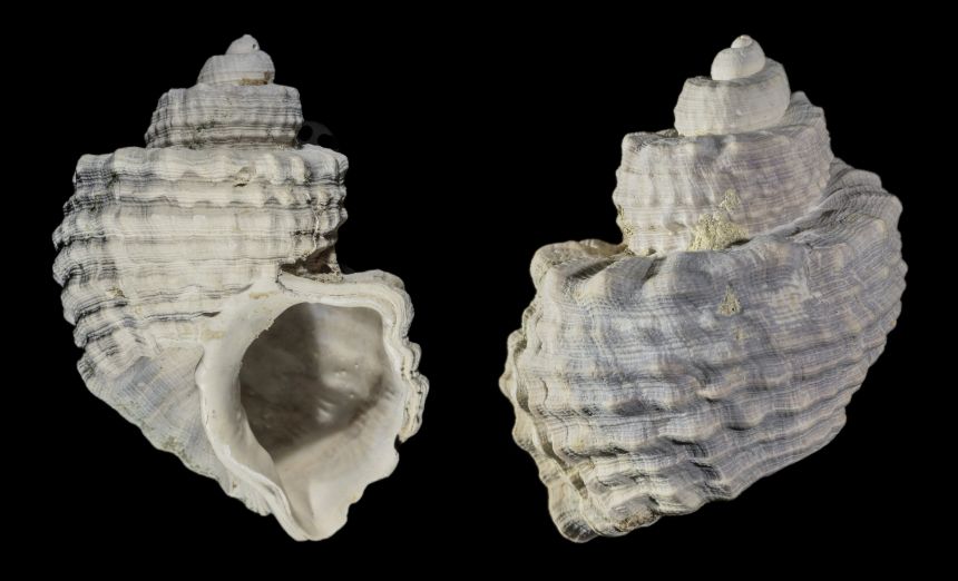 Ventrilia tenera PHILIPPI 1848