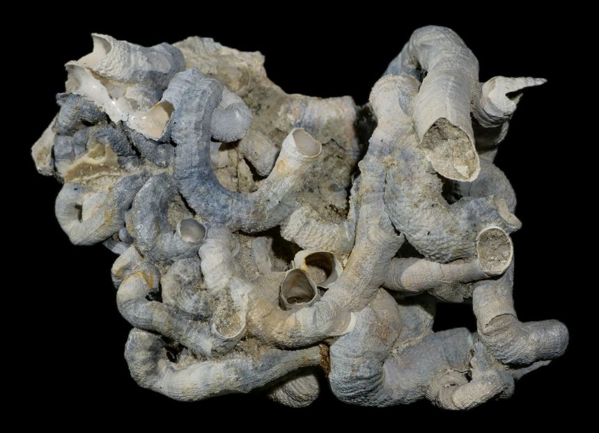 Vermicularia sp.