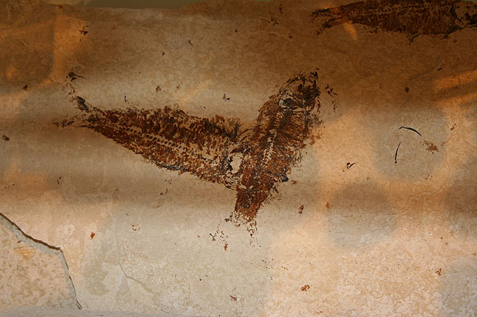 Knightia Eocena