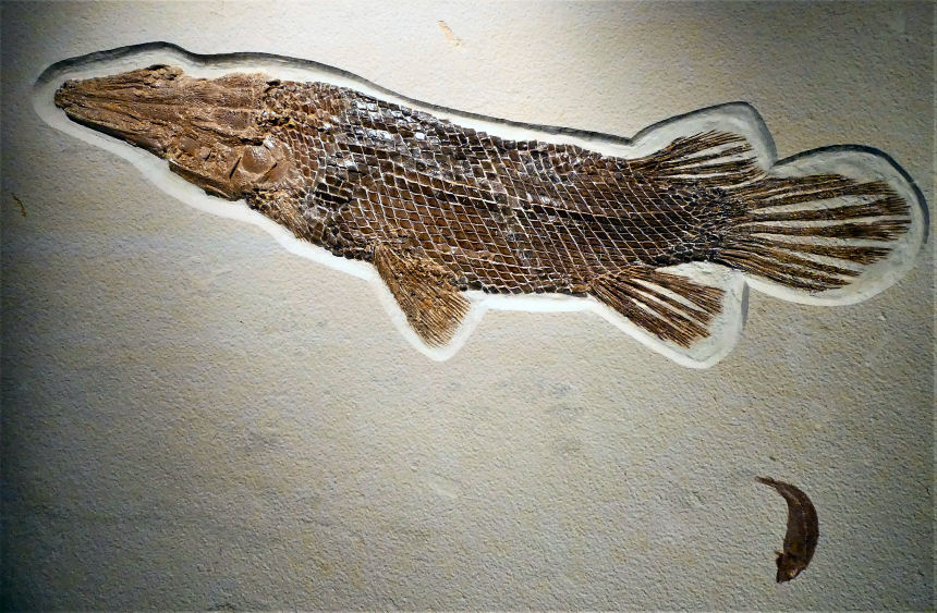 Lepisosteus bemisi