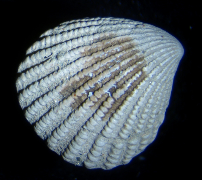 Cyclocardia cf. orbicularis (SOWERBY 1825)