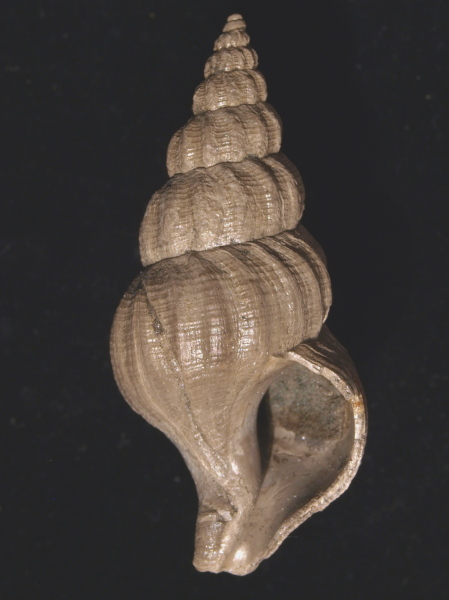 Aquilofusus luneburgensis (PHILIPPI 1847)