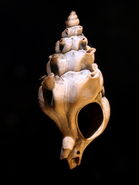 Lyrotyphis sejunktus priscus (RUTOT 1876)