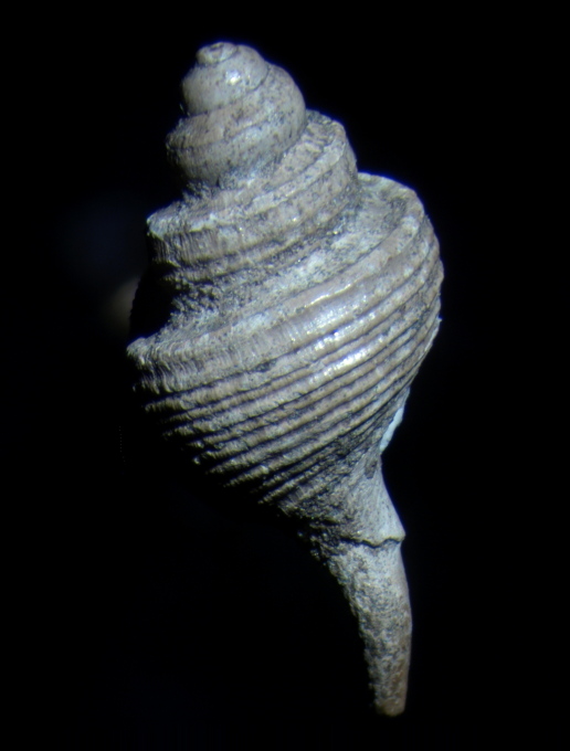Scalaspira lategradata KAUTSKY 1925