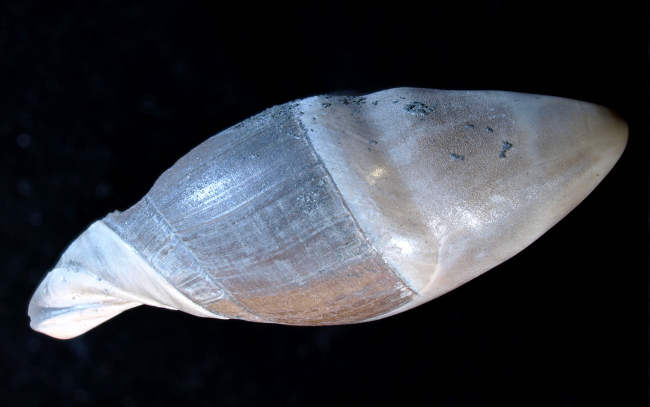 Amalda obsoleta (BROCCHI, 1814)