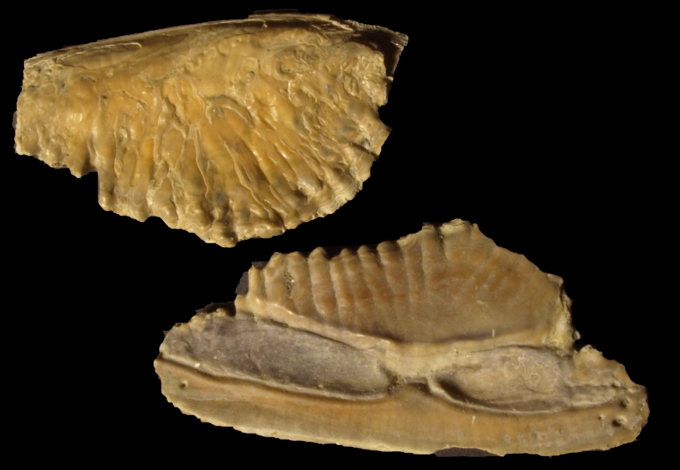 Otolithen aus dem Glimmerton (Merluccius albidus)