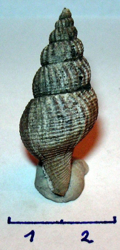 Aquilofusus sp. (BEYRICH 1856)