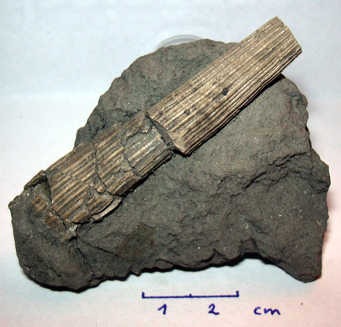 Dentalium badense (PARTSCH & HOERNES 1856)