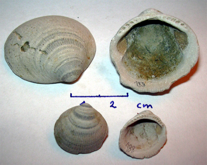 Glycymeris obovata