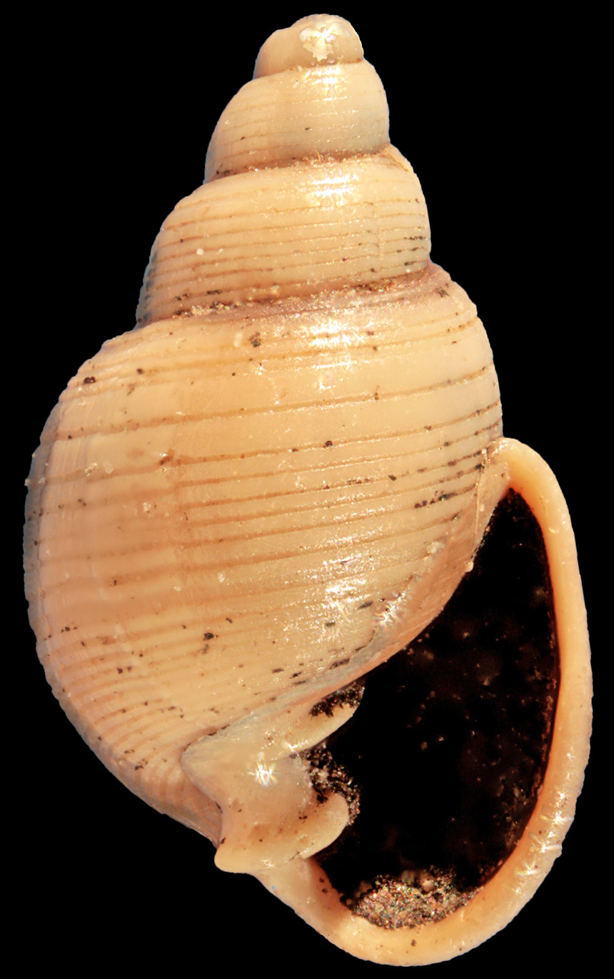 Ringicula tiedemanni Gürs, 1996