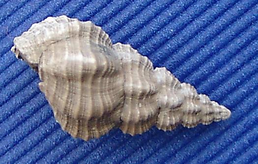 Pseudolatirus rothi