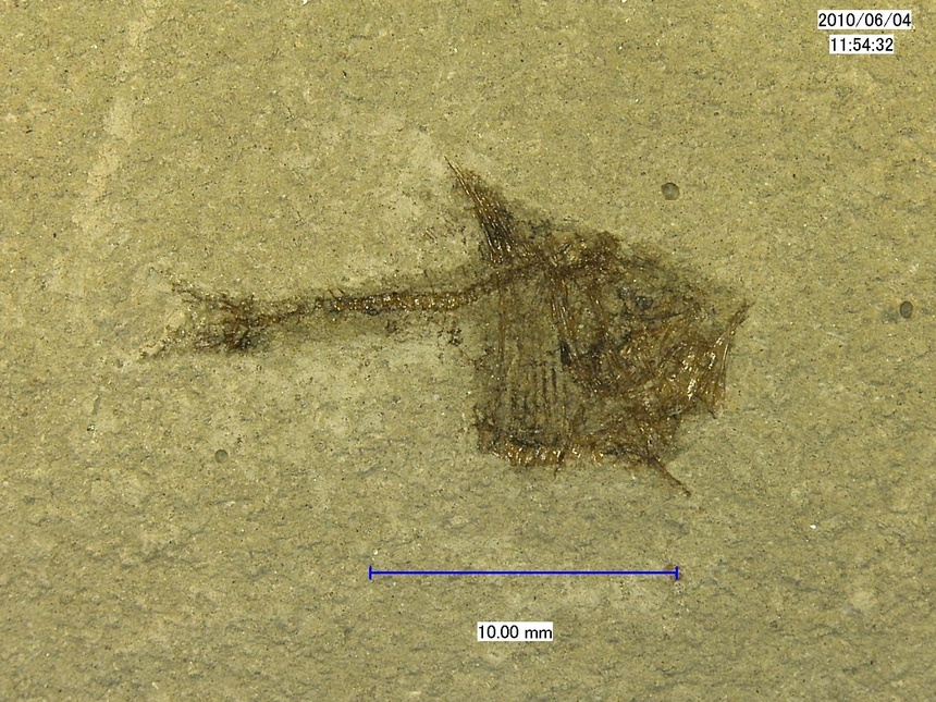 Argyropelecus hemigymnus Cocco, 1829