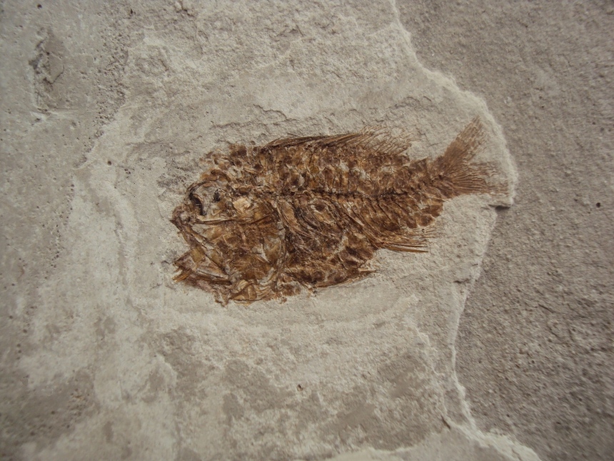 Sargocentron cf. rubrum Forsskal, 1775