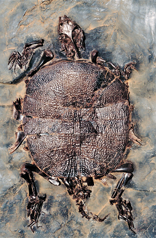 Trionyx messelianus, eine seltene Weichschildkröte aus der Grube Messel