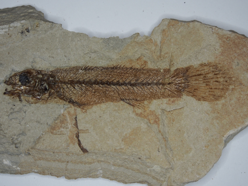 Bassanichthys pesciaraensis Bannikov, 2004