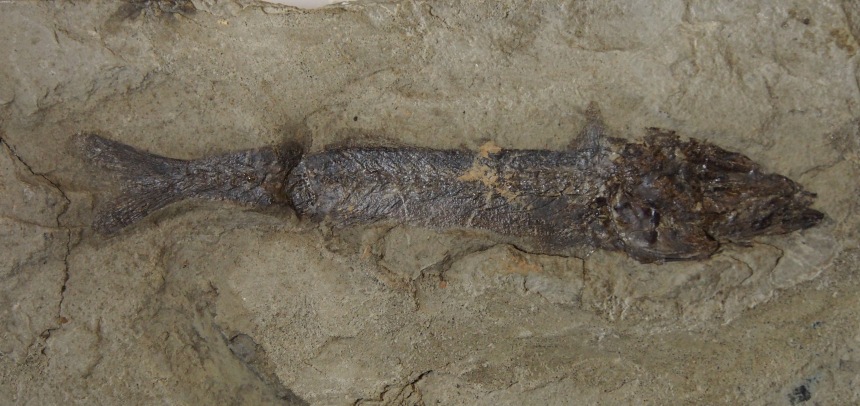 Ductor vestenae VOLTA, 1796