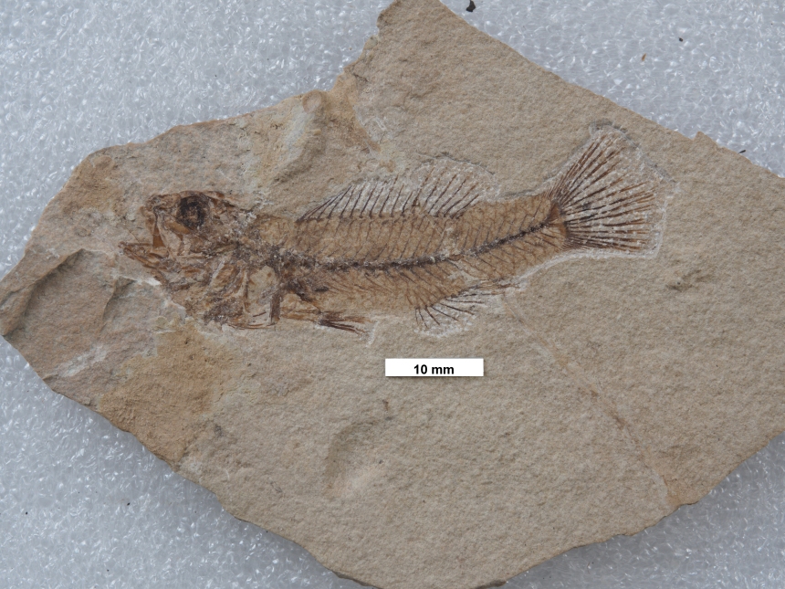 Guus microcephalus Agassiz, 1839