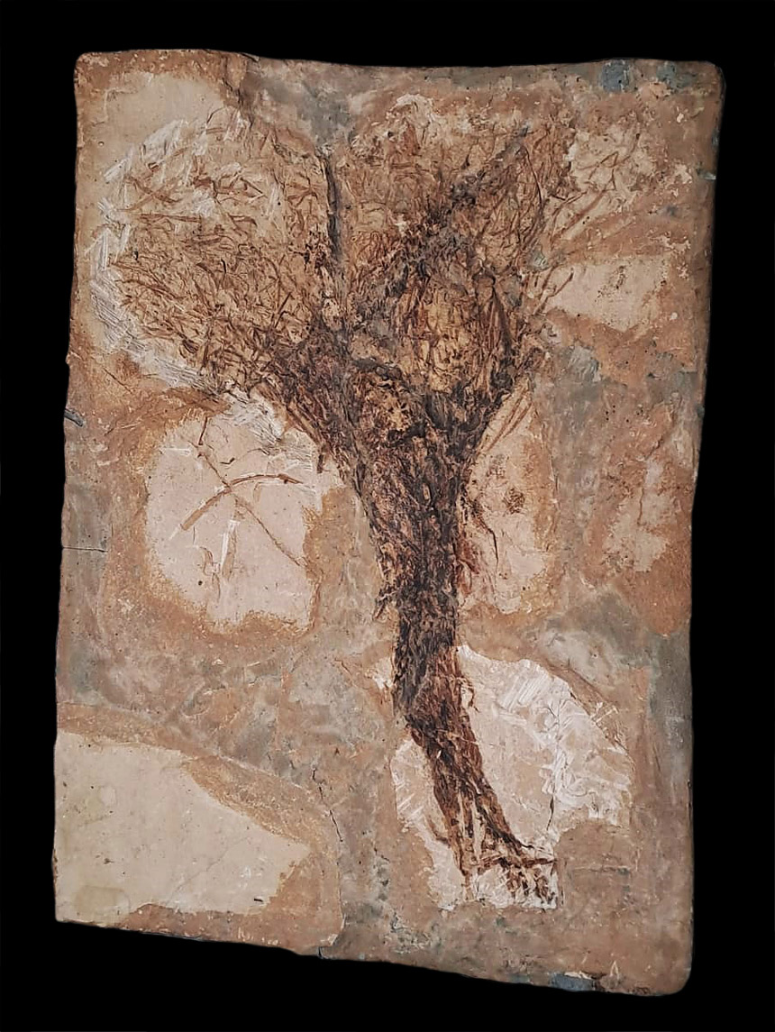Halochloris