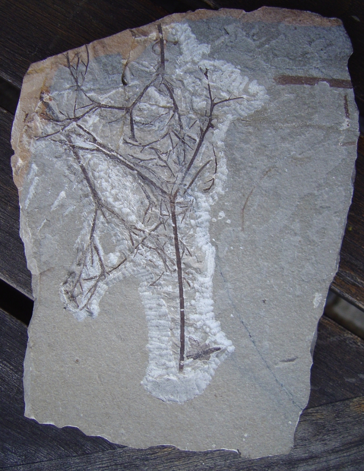 Maffeia ceratophylloides