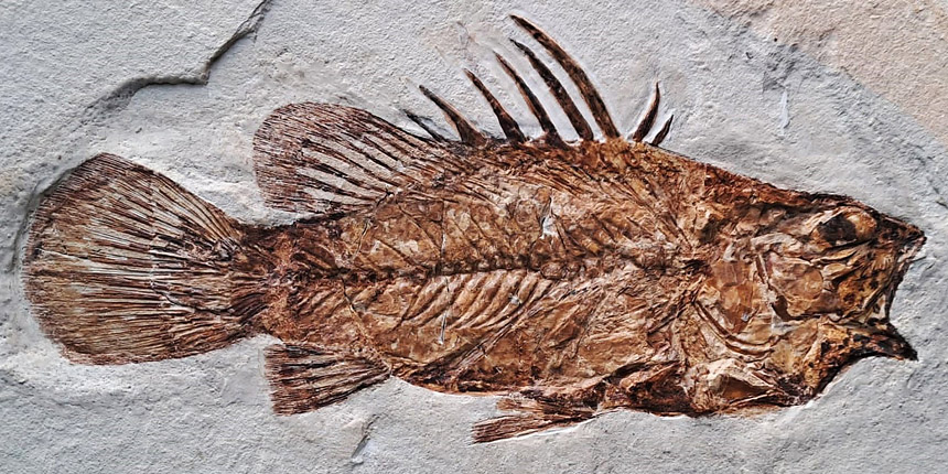 Eolates gracilis