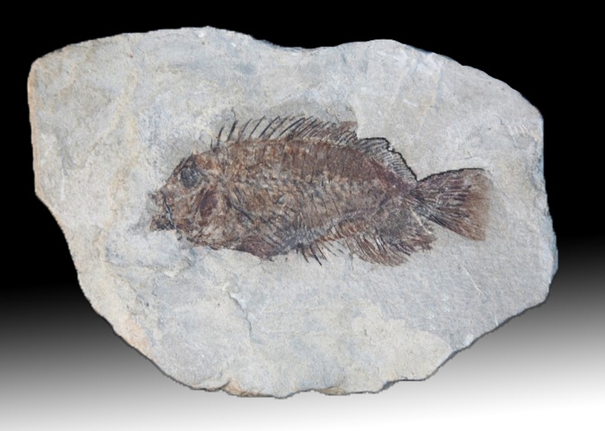 Frigosorbinia baldwinae (Sorbini & Tyler, 1998)
