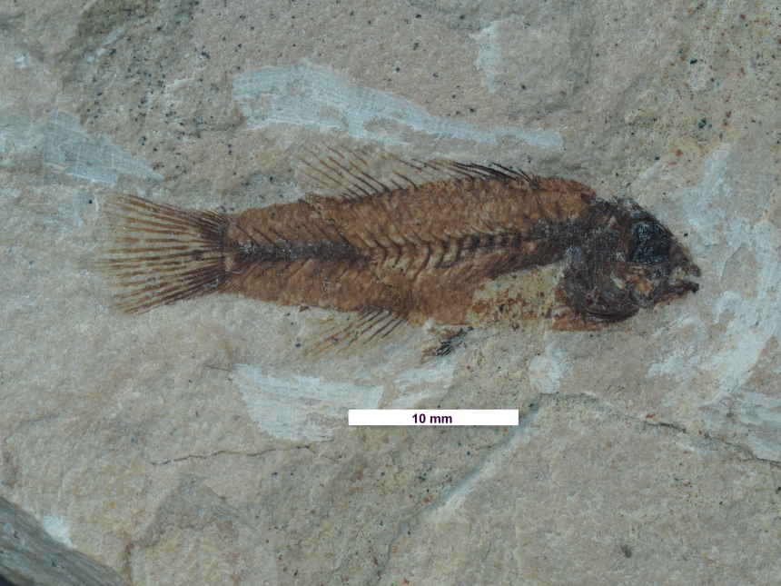 Tortonesia esilis Sorbini,1983