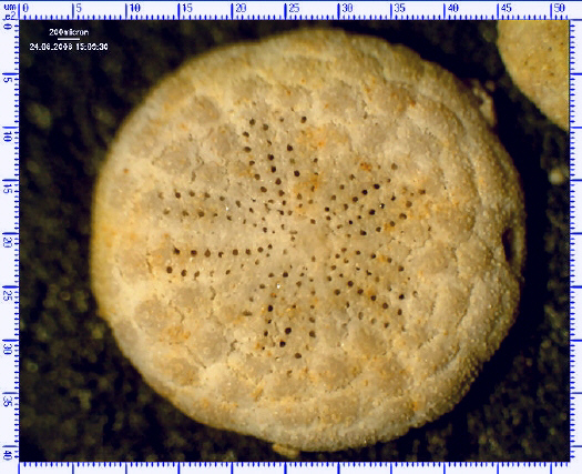 Scutellina lenticularis