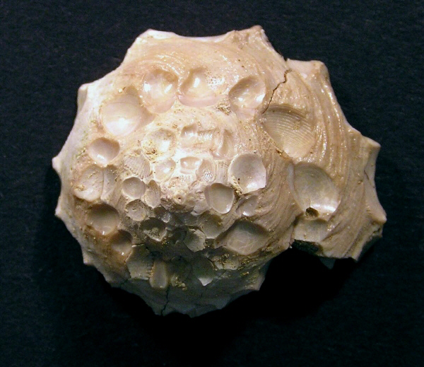 Xenophora umbilicaris schroeteri (GMELIN, 1791)