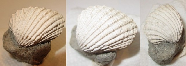 Cardites angusticostates