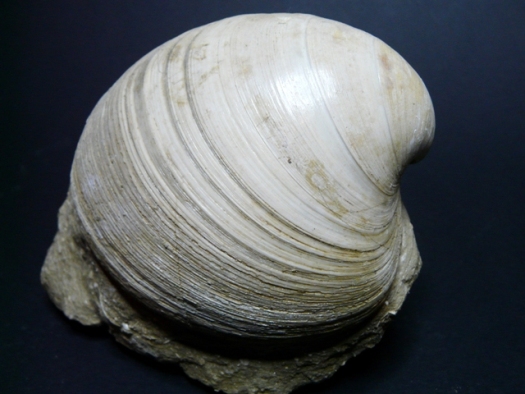 Sinodia sp.