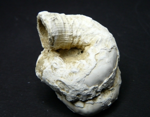 Vermetus sp., Wurmschnecke