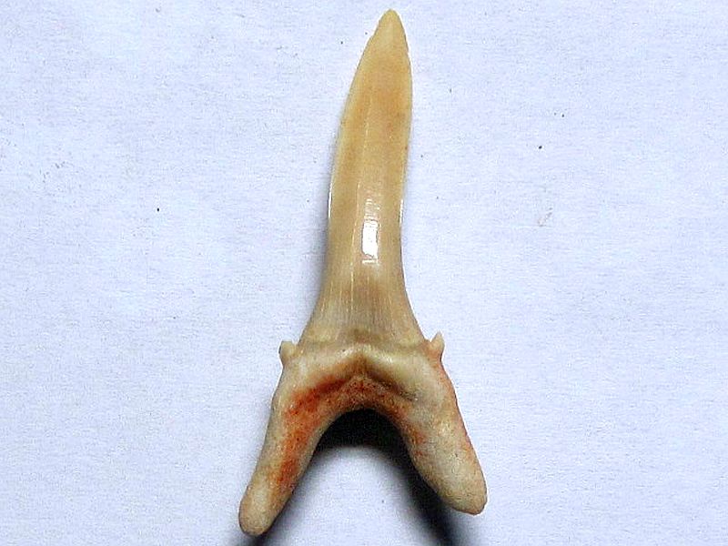 Carcharias hopei