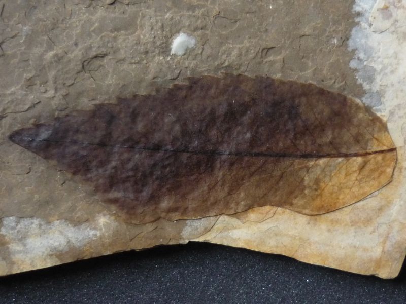 Fagus sp.