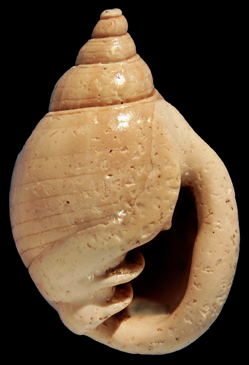 Ringicula minor (Grateloup, 1838)
