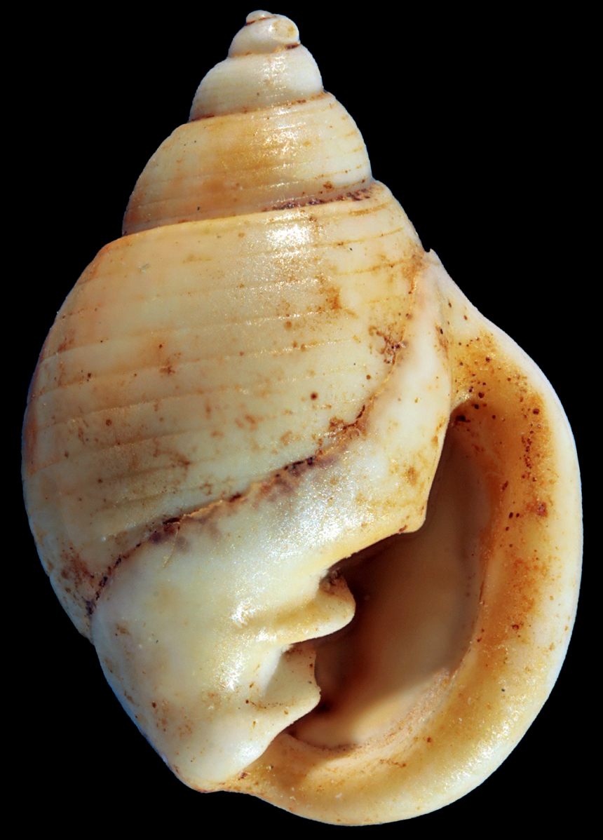 Ringicula minor (Grateloup, 1838)