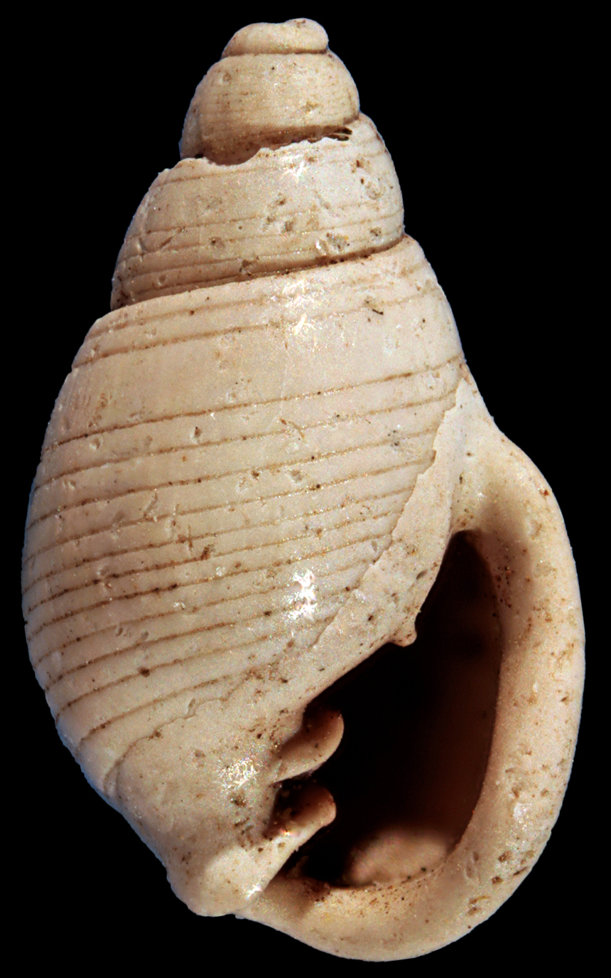 Ringicula ravni Sorgenfrei, 1958