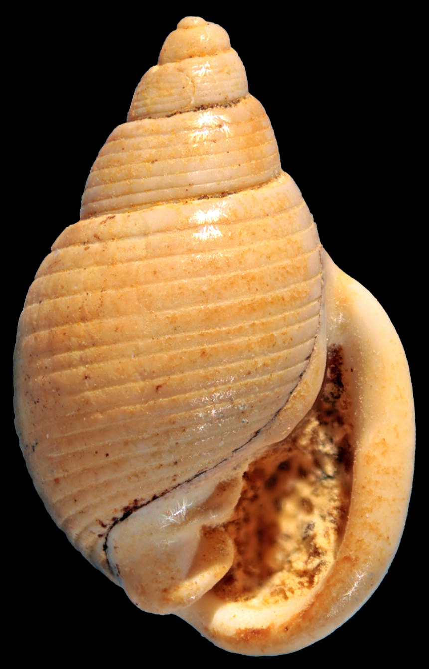 Ringicula striata Philippi, 1844