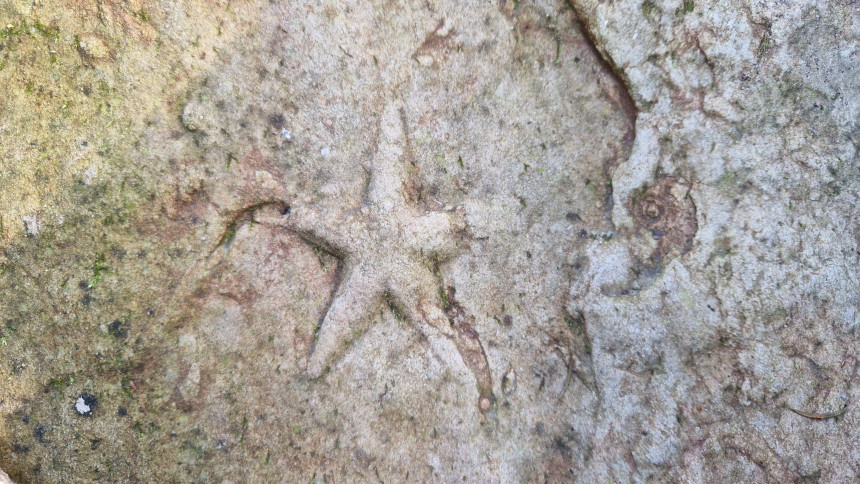 Ruhespur Asteriacites stelliformis
