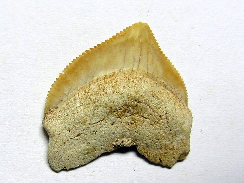 Squalicorax pristodontus