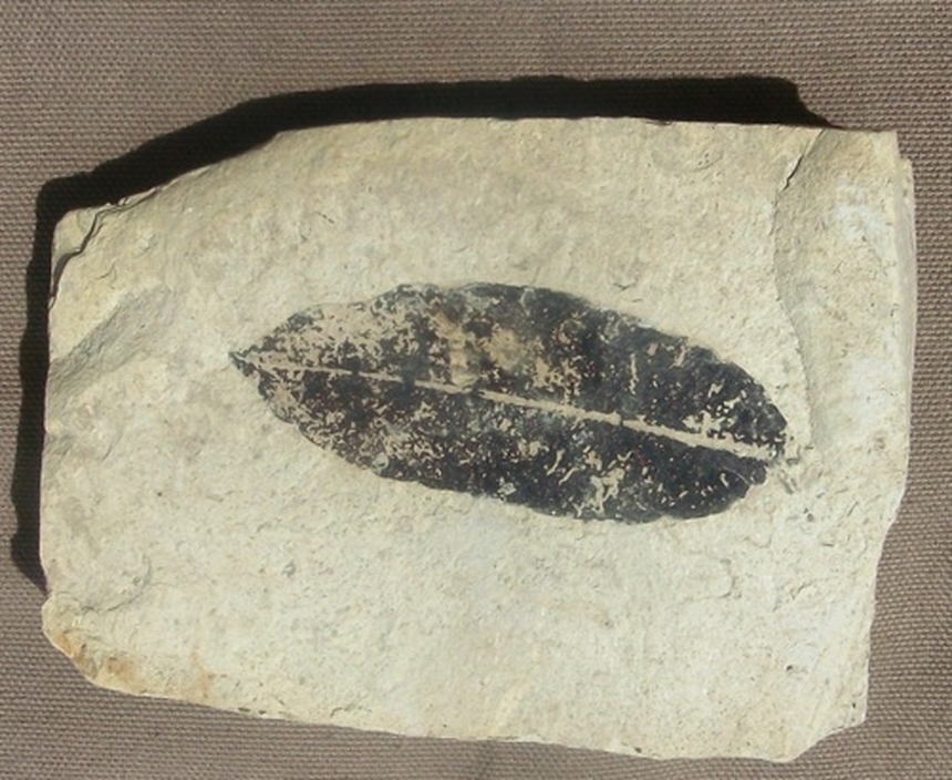 Sapindus sp.?