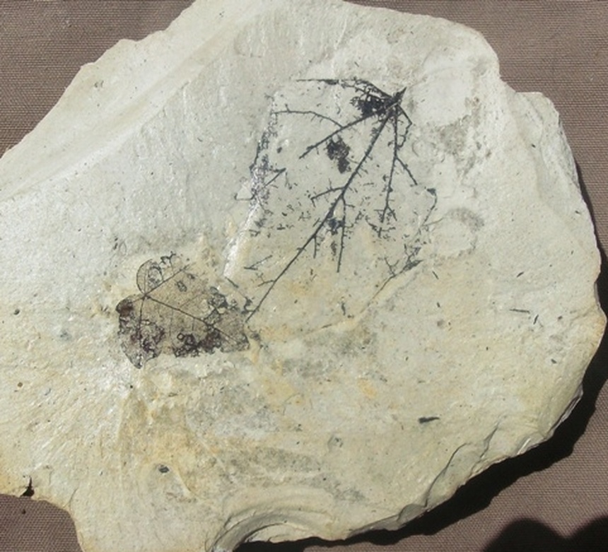 Vitis teutonica A. Braun, 1854