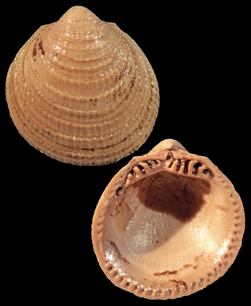 Aspalima lamellata (Lehmann, 1885)