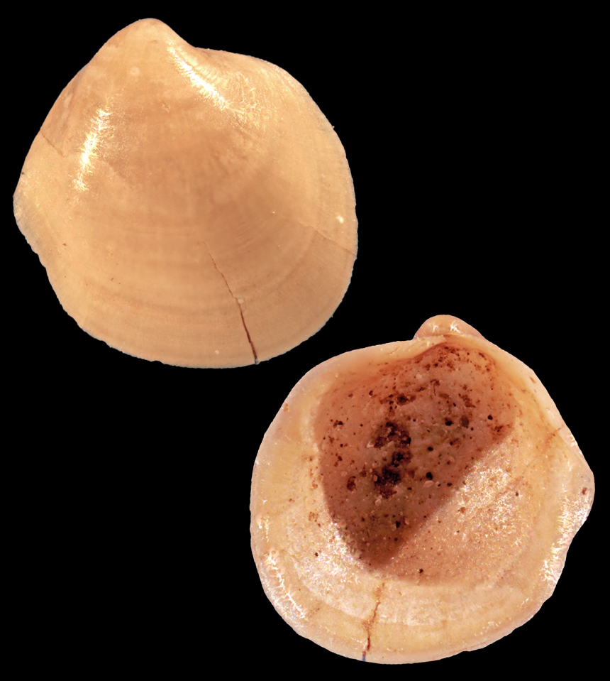 Axinulus germanicus A.W. Janssen, 1972