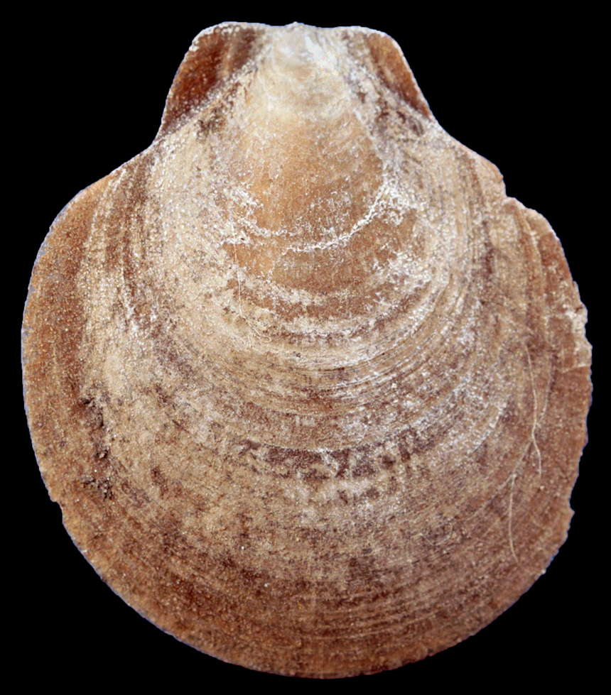 Korobkovia woodii (Nyst, 1861)