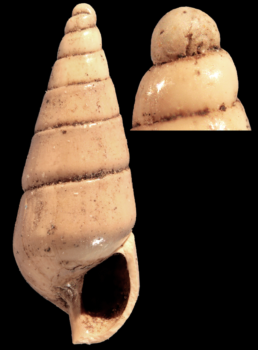 Syrnola lutaria (A.W. Janssen, 1972)