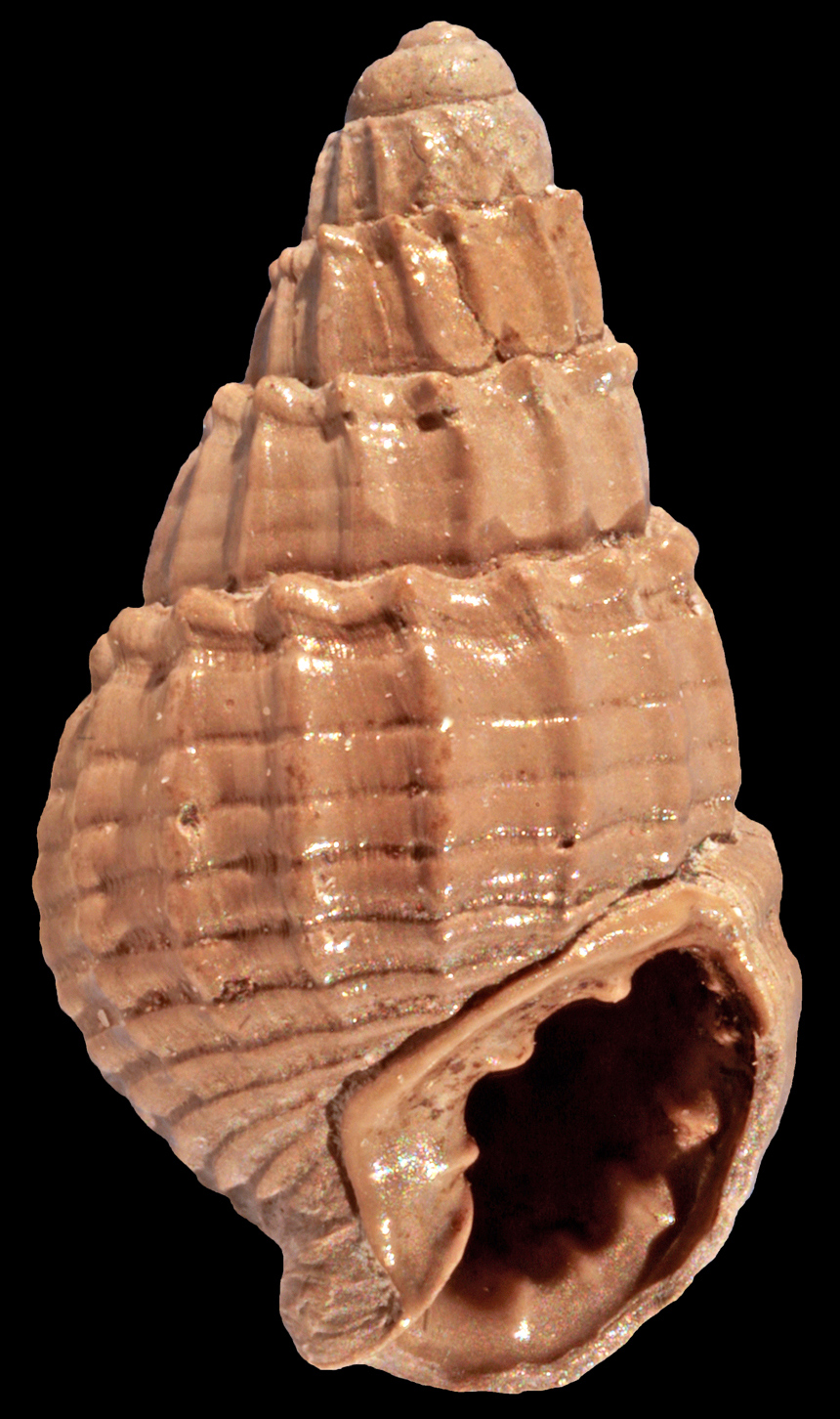 Tritia bocholtensis (Beyrich, 1854)