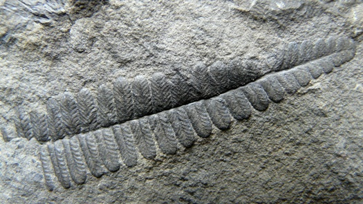 Scolecopteris hemitelioides