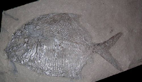 Platysomus gibbosus (Bainville, 1818)